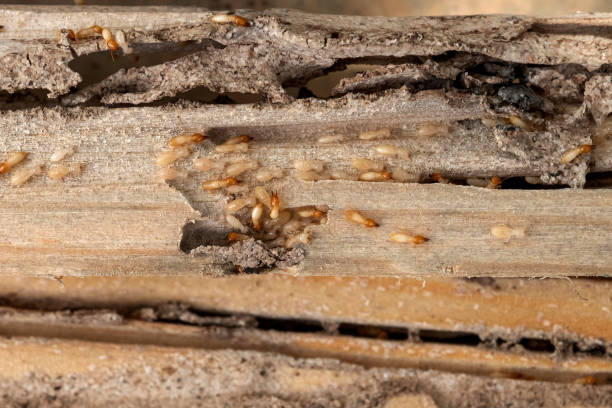 Best Best Pest Control Companies  in Wellsville, KS